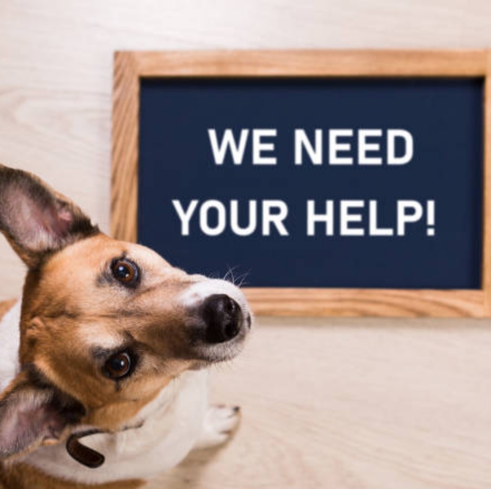 FUR BABIES NEED YOUR HELP!